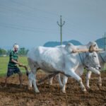 Indian Farmers at the Climate Crossroads