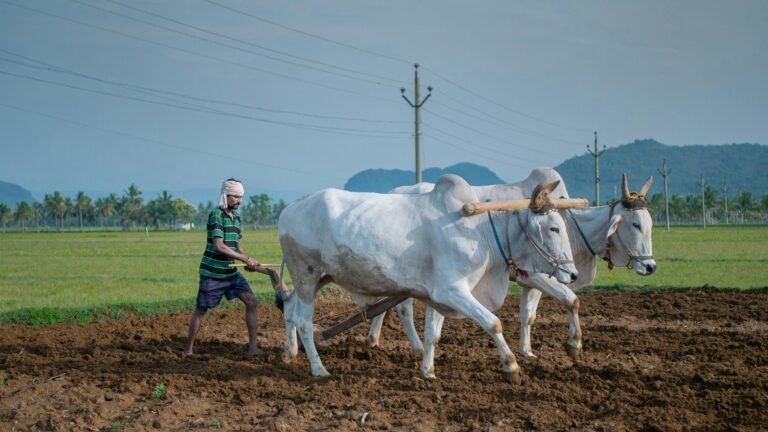 Indian Farmers at the Climate Crossroads